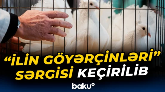 Böyük Britaniyada "İlin göyərçinləri" sərgisi keçirilib