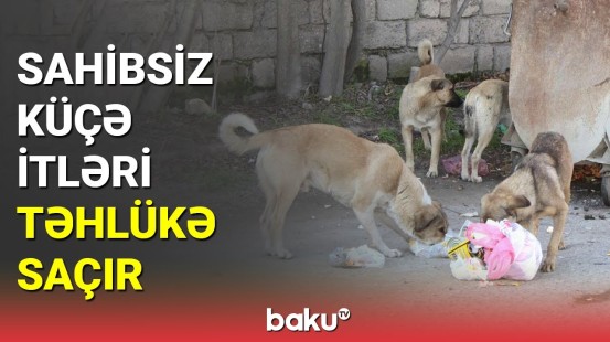 Sahibsiz küçə itləri təhlükə saçır - BAKU TV
