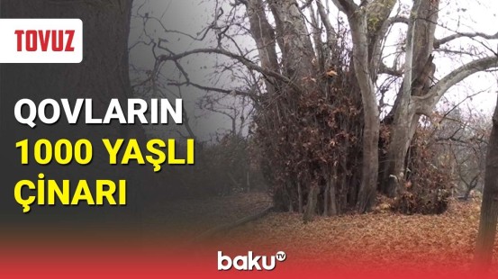 Qovların 1000 yaşlı çinarı