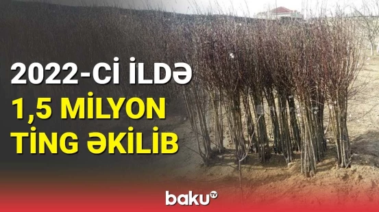 2022-ci ildə 1,5 milyon ting əkilib