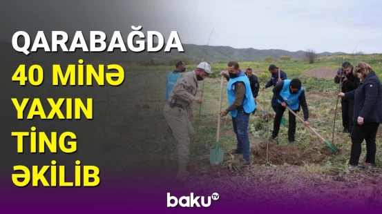 Qarabağda 40 minə yaxın ting əkilib