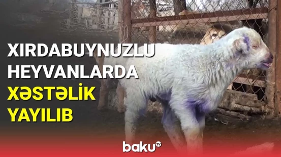Xırdabuynuzlu heyvanlarda xəstəlik yayılıb