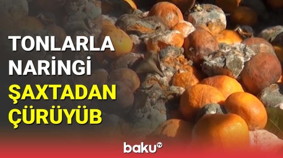 Astarada tonlarla naringi şaxtadan çürüyüb