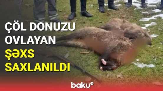 Çöl donuzu ovlayan şəxs saxlanıldı