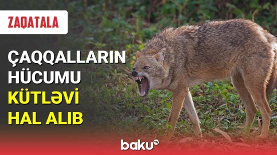 Çaqqalların hücumu kütləvi hal alıb
