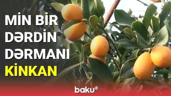 Min bir dərdin dərmanı kinkan