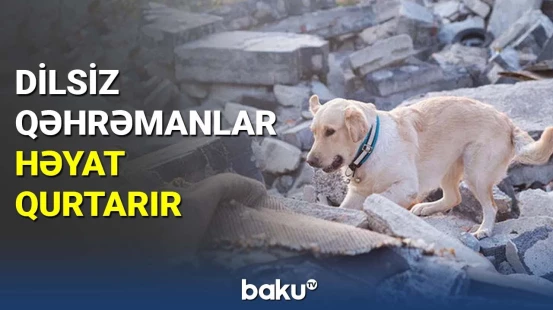 Dilsiz qəhrəmanlar həyat qurtarır