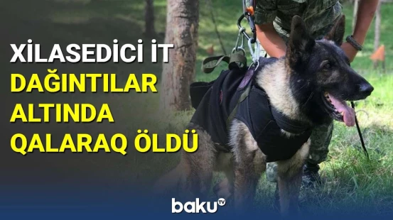 Xilasedici it dağıntılar altında qalaraq öldü