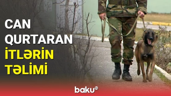 Həyat qurtaran canlılar necə təlim keçir?