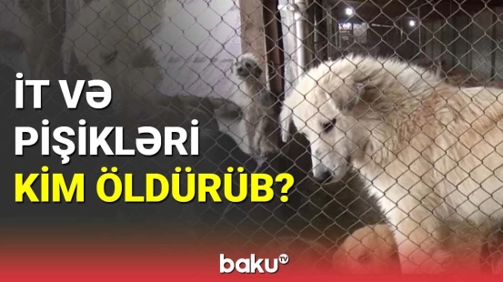 Zaqatalada heyvanların kütləvi ölümü etiraza səbəb oldu