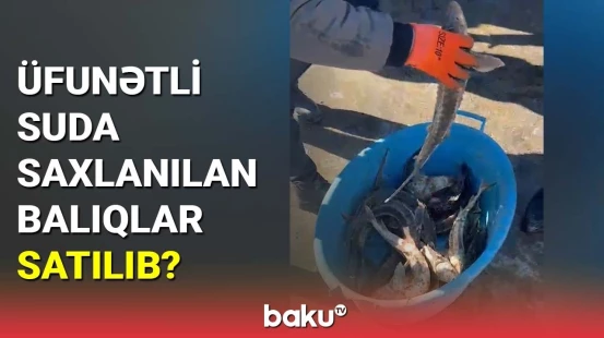 Üfunətli suda saxlanılan balıqlar satılıb?