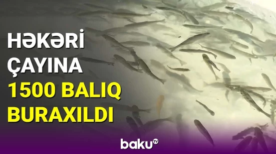 Laçında təbii mühitin bərpası prosesi davam edir