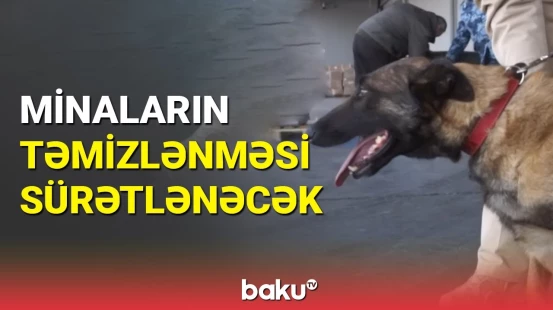 Ərazilərimizin minalardan təmizlənməsi prosesi sürətlənir