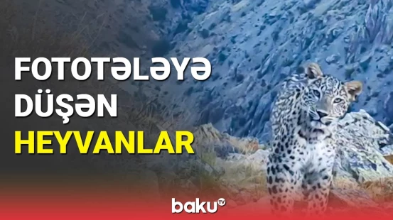 Fototələyə düşən heyvanlar