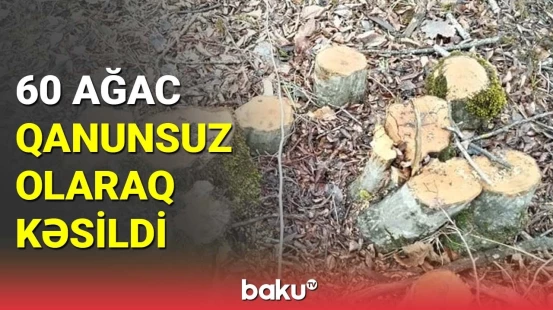 60 ağac qanunsuz olaraq kəsildi