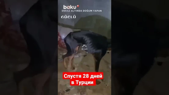 Собаку и трёх щенят спасли 28 дней спустя после землетрясения