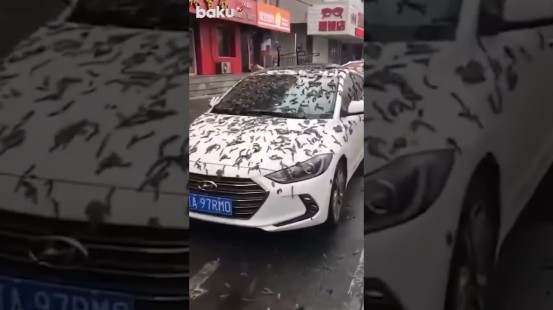 Дождь из червей прошел в Китае | Baku TV | RU