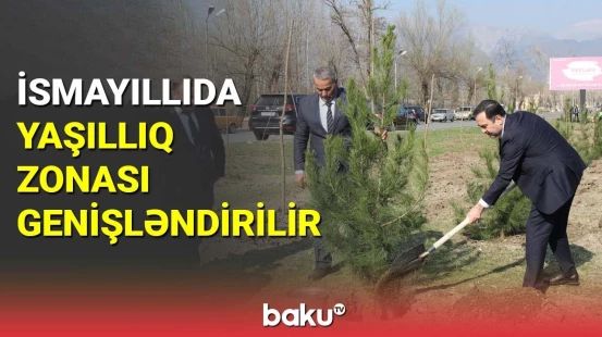 İsmayıllıda ağacəkmə aksiyası keçirilib