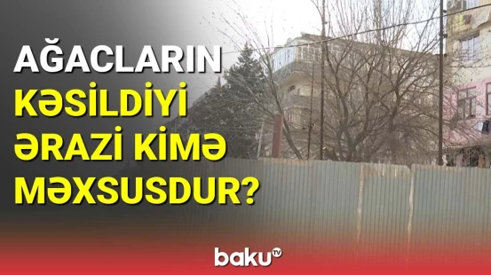 Ağacların kəsildiyi ərazi kimə məxsusdur?