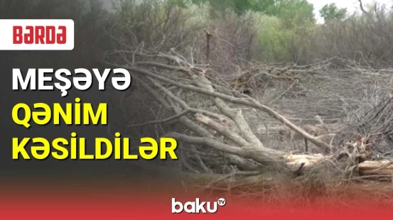 Bərdədə yüzlərlə cavan ağac məhv edildi