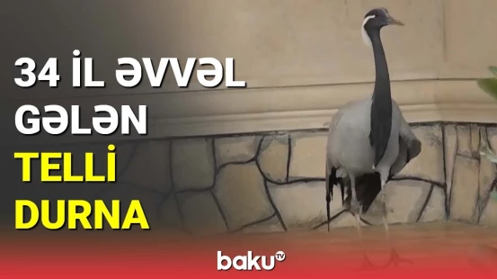 34 il əvvəl gələn telli durna