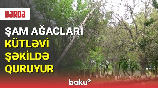 Bərdədə şam ağacları kütləvi şəkildə quruyur