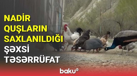 Mingəçevir sakini özünə zoopark yaradıb