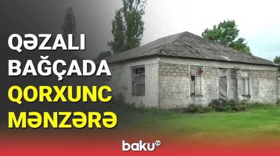 Qəzalı bağçada qorxunc mənzərə