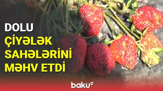 Cəlilabadda dolu çiyələk sahələrini məhv etdi