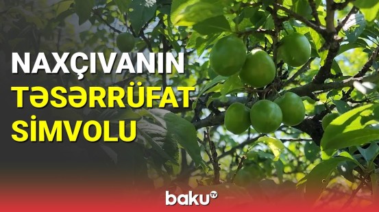 Naxçıvanın təsərrüfat simvolu