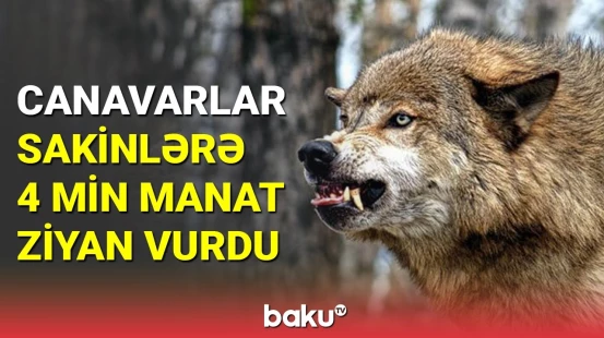 Canavarlar sakinlərə 4 min manat ziyan vurdu