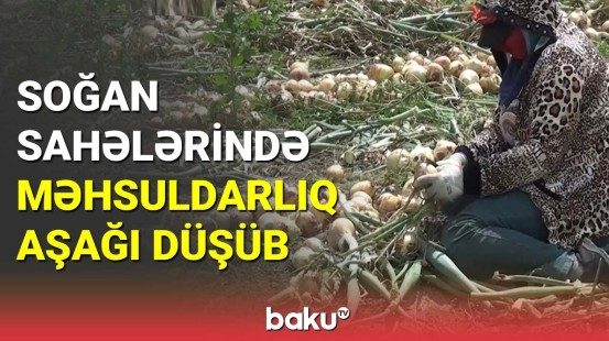 Bərdədə soğan sahələrində məhsuldarlıq aşağı düşüb