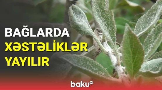 Bağlarda xəstəliklər yayılır