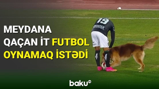 Meydana qaçan it futbol oynamaq istədi