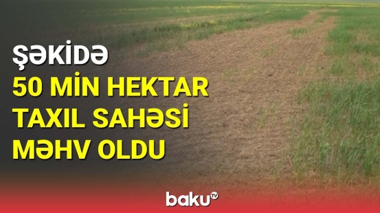 Taxıl sahələri niyə sığorta olunmur?