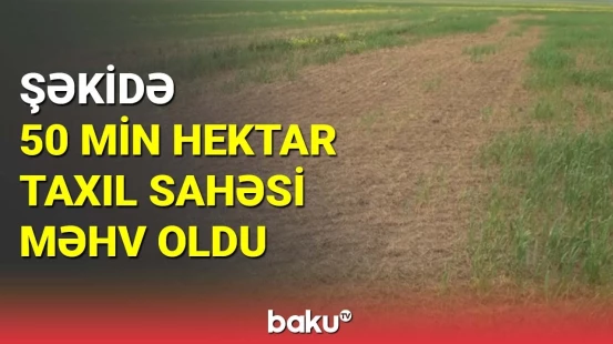 Taxıl sahələri niyə sığorta olunmur?