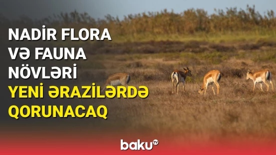 Nadir flora və fauna növləri yeni ərazilərdə qorunacaq