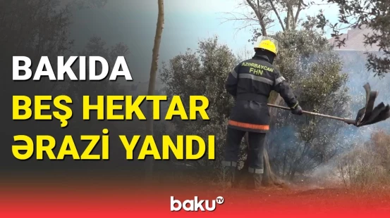 Bakıda zeytun bağları yandı