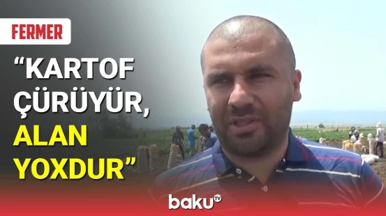 Cəlilabadda fermerlər alıcı qıtlığından gileylənir