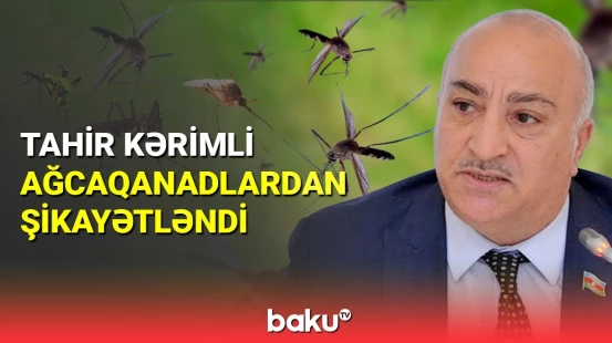 Tahir Kərimli ağcaqanadlara görə üsyan etdi
