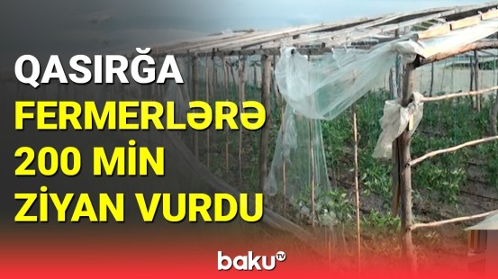 Ziyan dəymiş fermerlər aqrar sığortaya niyə müraciət etmir?