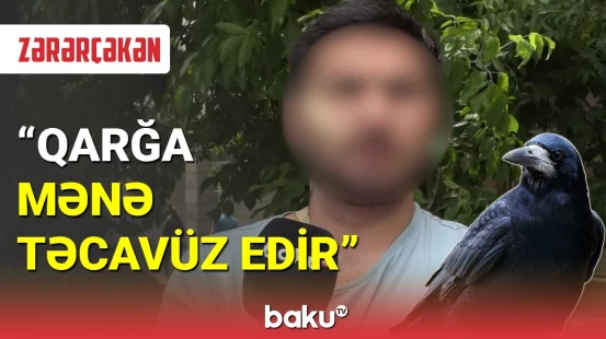 Bakıda qarğa gəncə hücum edib