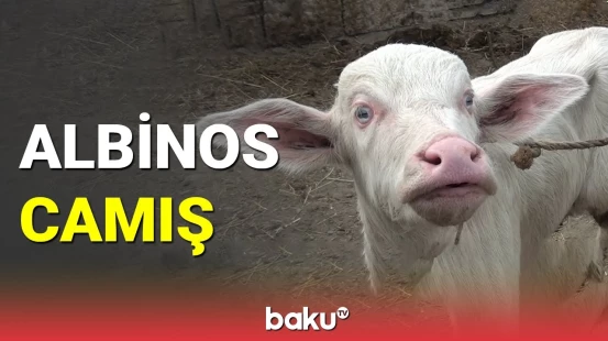 Şabranda qara camış ağ bala dünyaya gətirdi