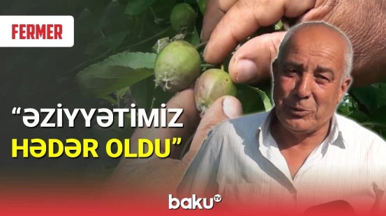 Alma bağlarında tonlarla məhsul yararsız hala düşdü