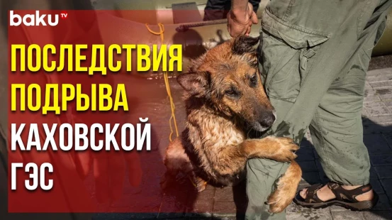 Люди Спасают Животных из Затопленных в Результате Подрыва Каховской ГЭС Домов