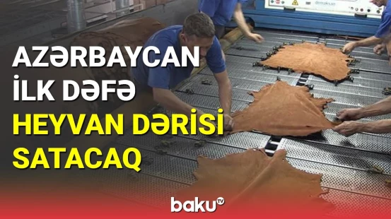 Avropaya heyvan dərisi satılacaq