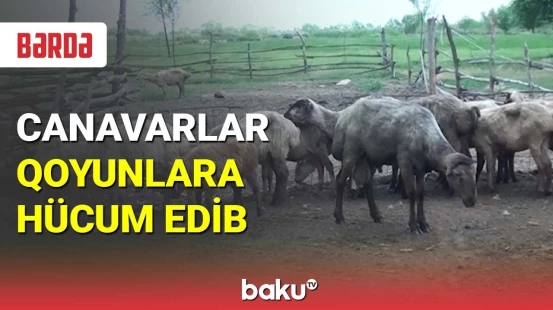 Bərdədə canavarlar qoyunlara hücum edib