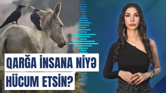 Heyvanları aqressiv edən nədir?