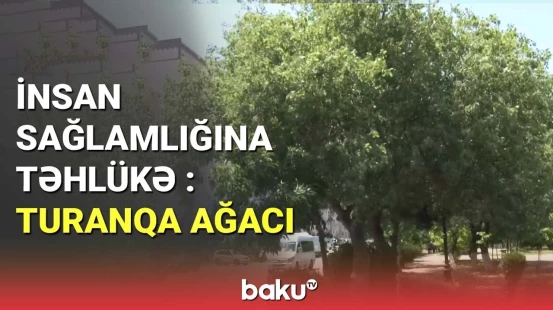 İnsan sağlamlığına təhlükə : Turanqa ağacı