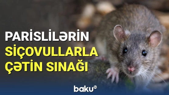 Fransada sakinlər gəmiricilərlə mübarizə aparır